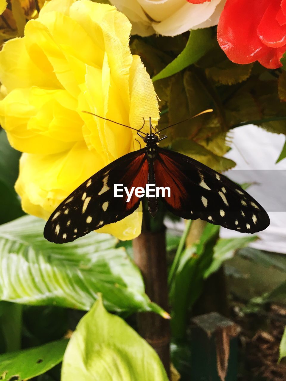 CLOSE-UP OF BUTTERFLY ON YELLOW FLOWERS