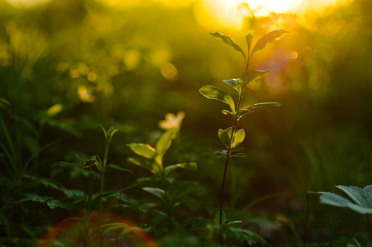 Close-up of plant against blurred background