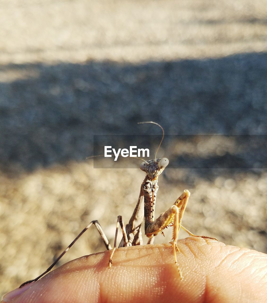 CLOSE-UP OF INSECT ON HAND HOLDING CATERPILLAR