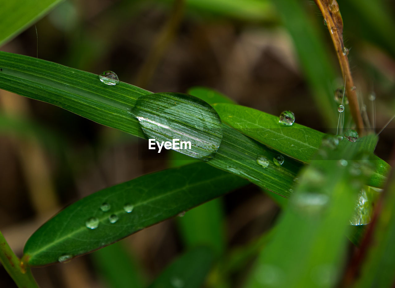 Drop of dew in morning on leaf