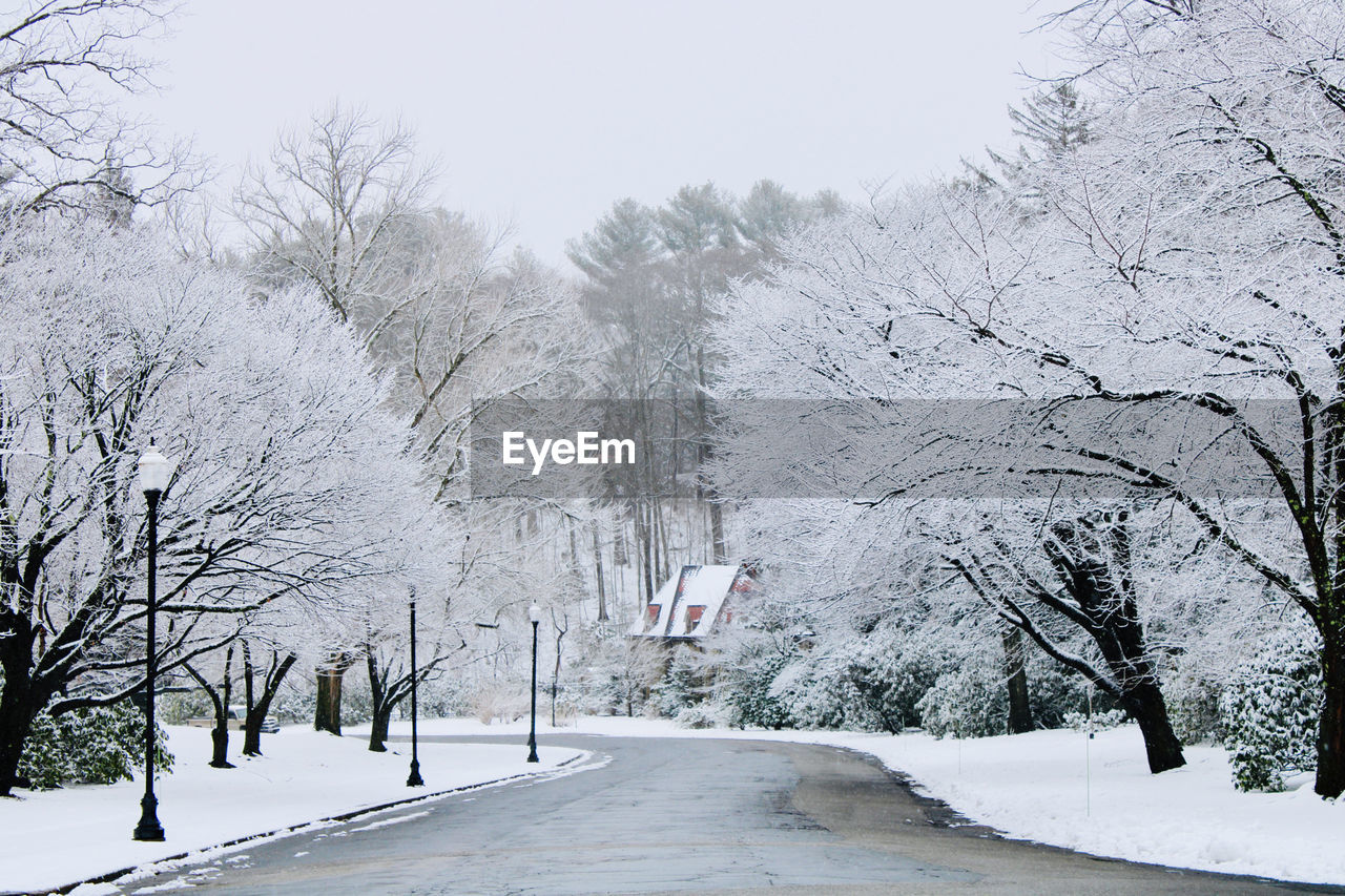 bare trees on snow covered field