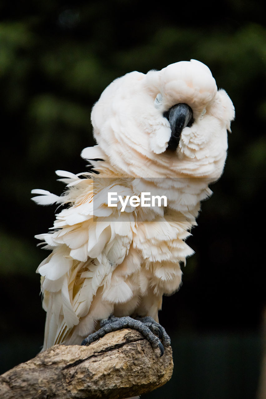 Close-up of a umbrella cockatoo