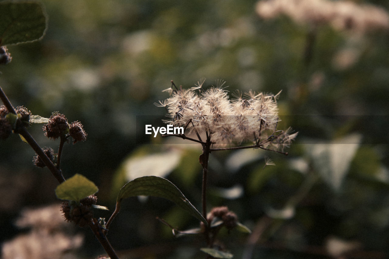 CLOSE-UP OF WILTED FLOWER ON PLANT