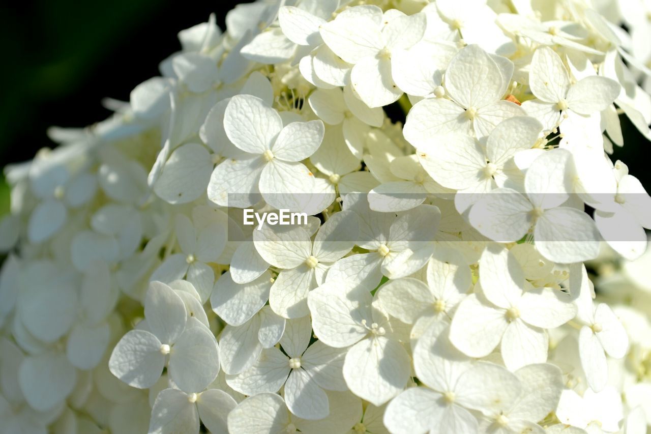 Close-up of white flowers blooming outdoors