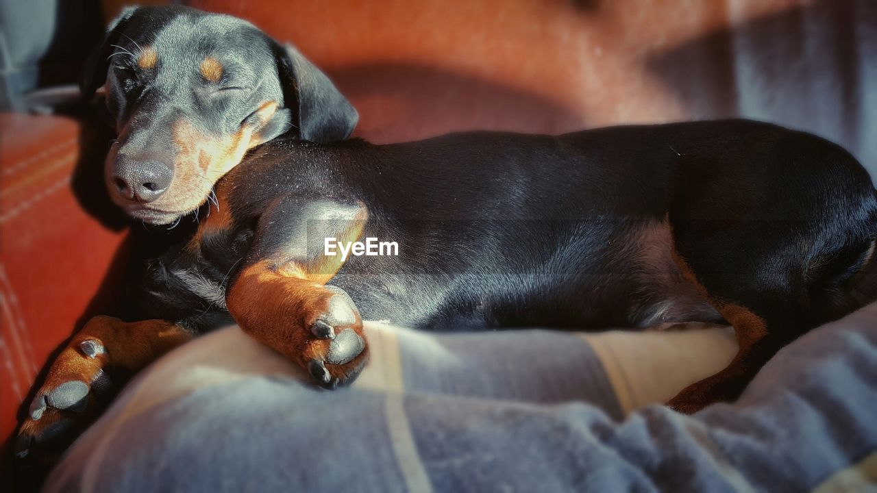Close-up of dachshund sleeping on sofa at home