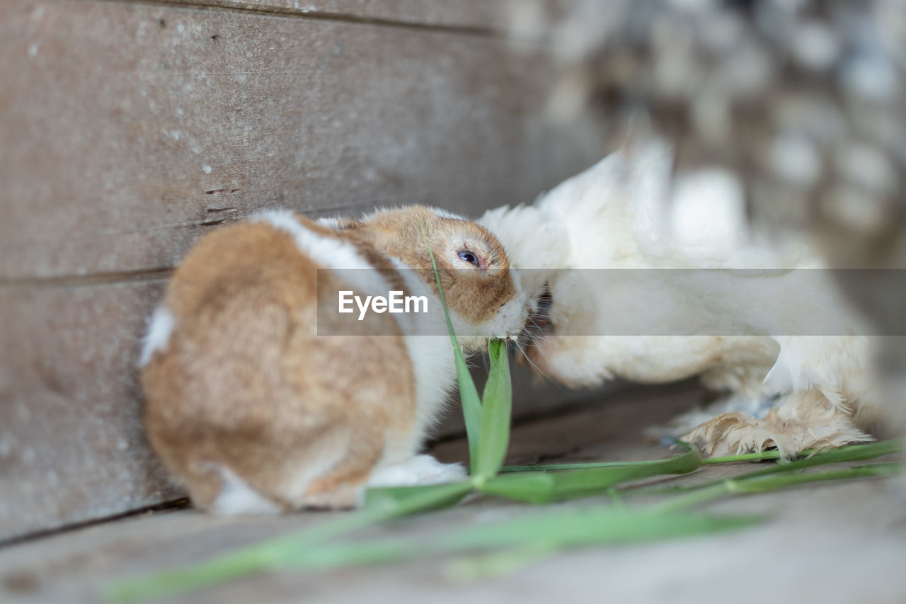 animal, animal themes, pet, mammal, whiskers, one animal, rodent, no people, domestic animals, animal wildlife, cute, rabbit, selective focus, rabbits and hares, close-up, nature, domestic rabbit, eating, outdoors