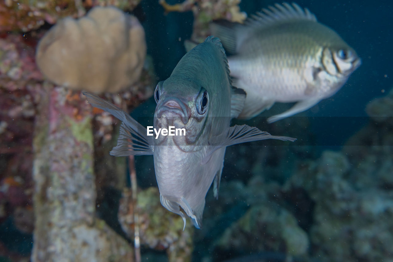 FISH IN SEA