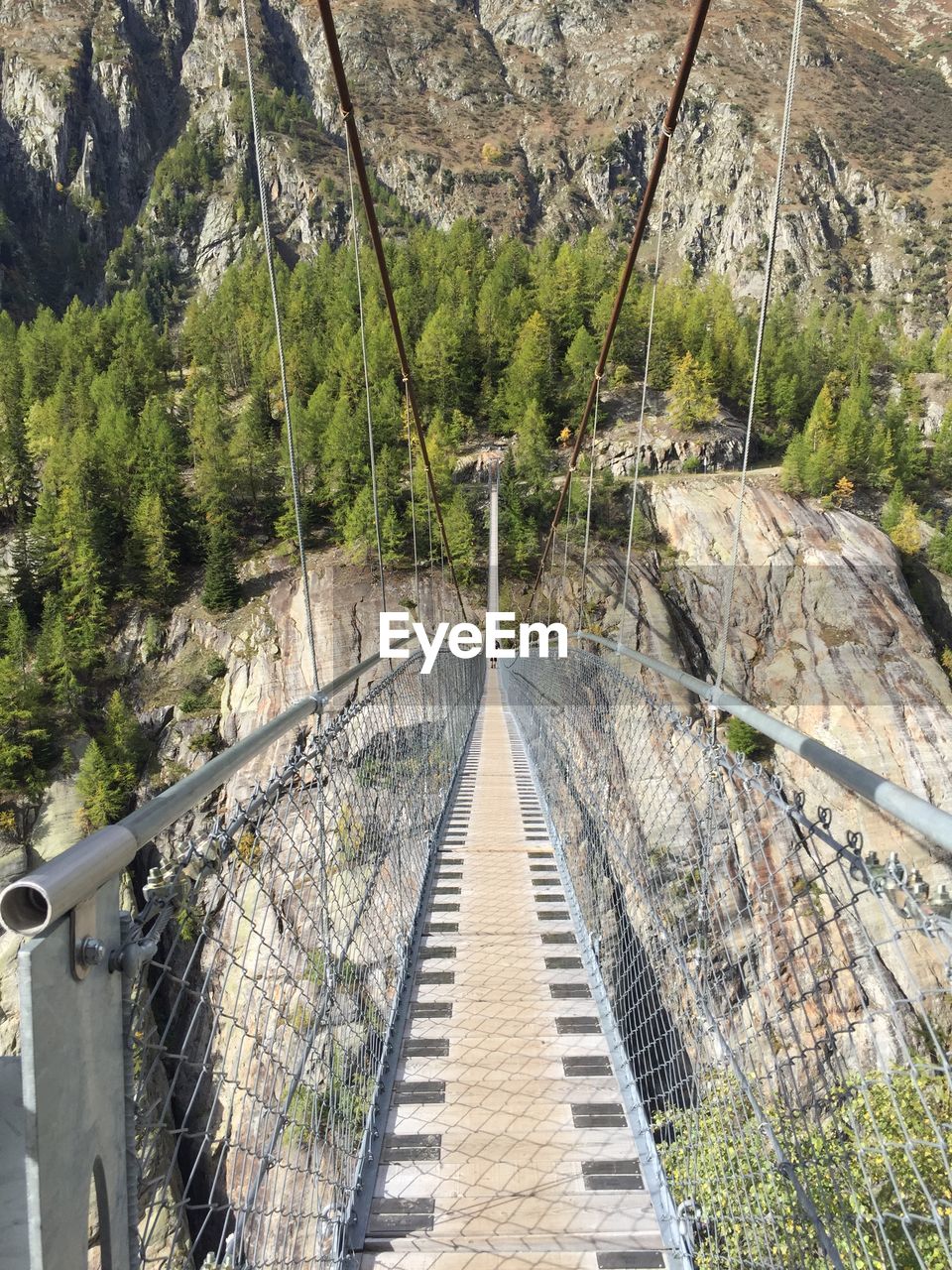 VIEW OF BRIDGE IN FOREST