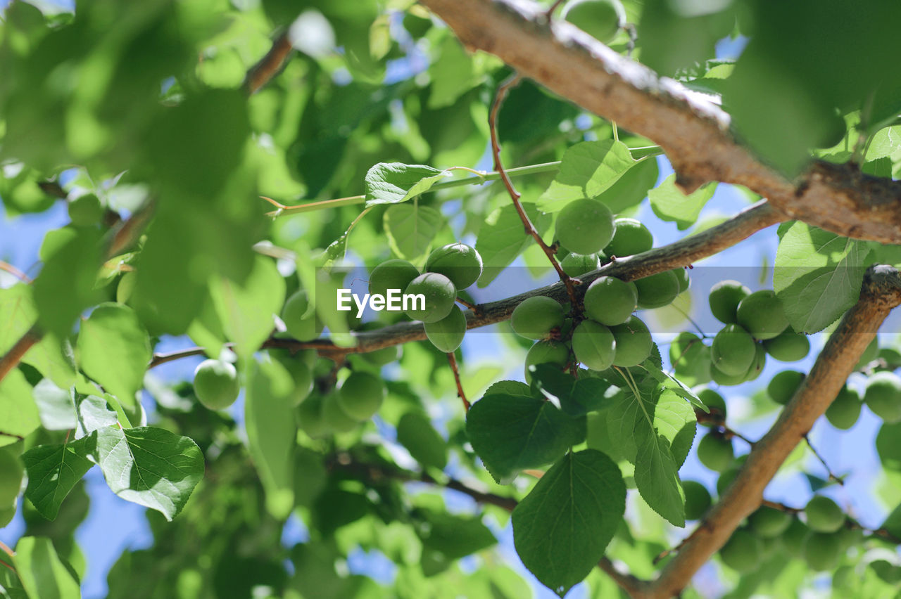 plant, tree, leaf, plant part, branch, green, nature, food and drink, growth, food, fruit, healthy eating, agriculture, produce, no people, outdoors, environment, freshness, beauty in nature, flower, landscape, land, crop, close-up, environmental conservation, day, backgrounds, rural scene, low angle view, social issues, forest, selective focus