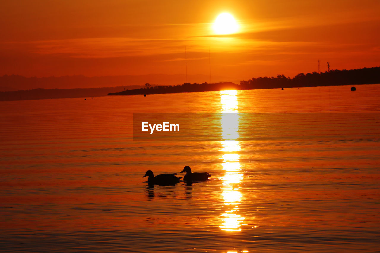 Silhouette ducks swimming in ocean during sunset
