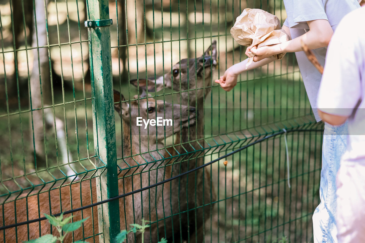 A girl feeds deer on a farm. caring for animals. female hand feeds deer wild animals