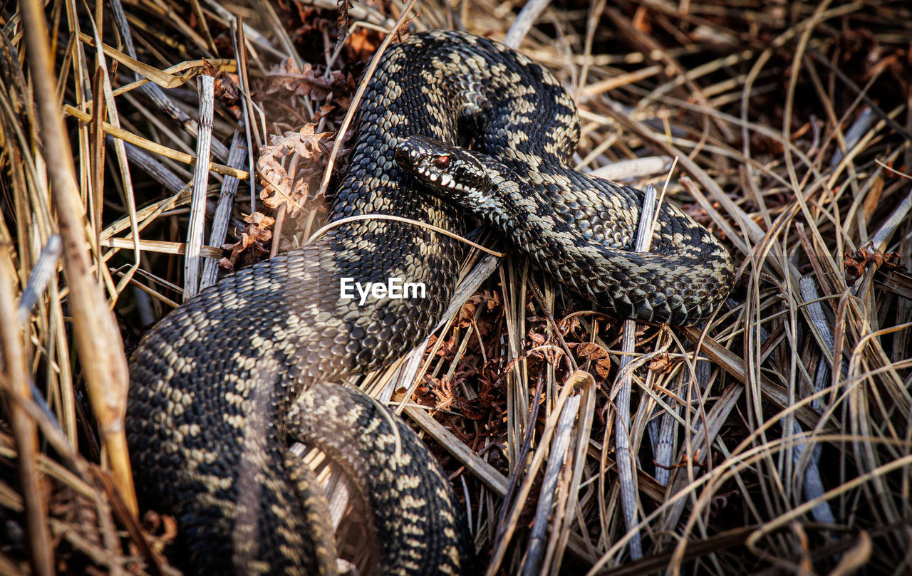 high angle view of snake