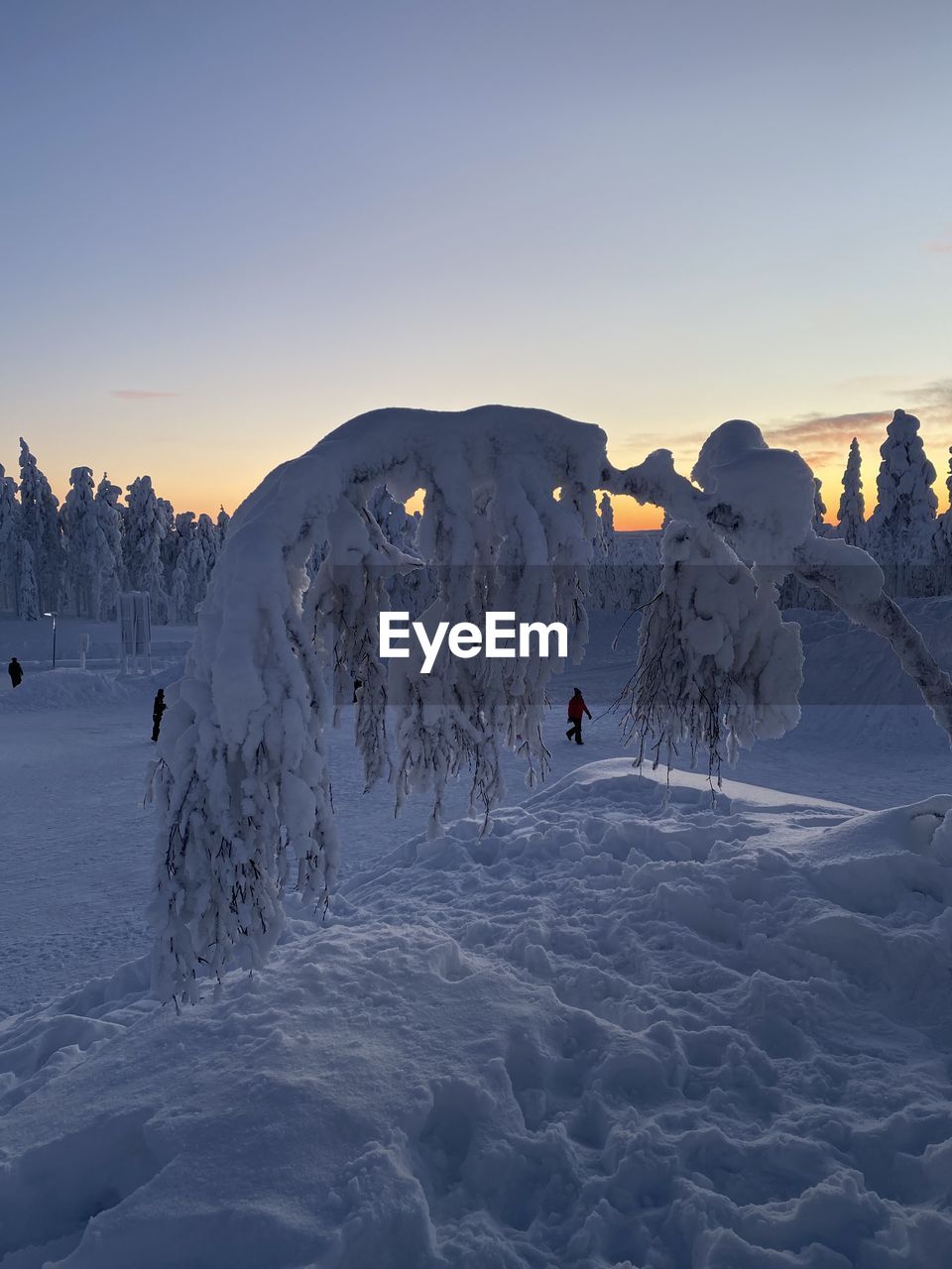 Snow covered trees lapland tundra