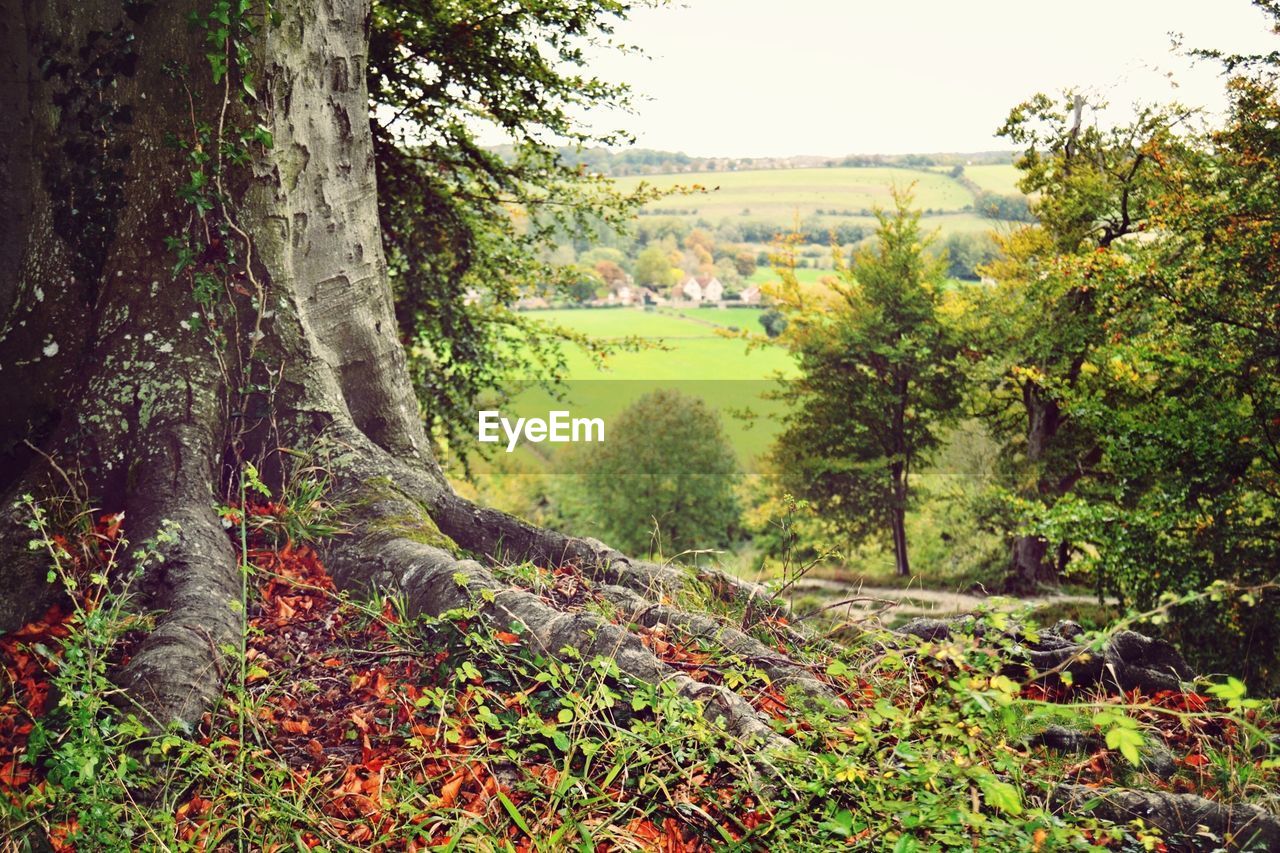 Trees in forest