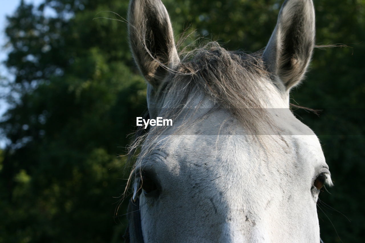 Close-up portrait of white horse