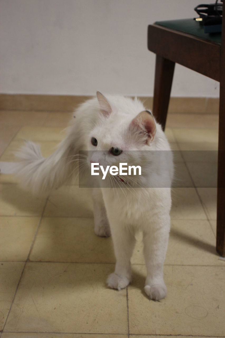 PORTRAIT OF WHITE CAT ON TABLE