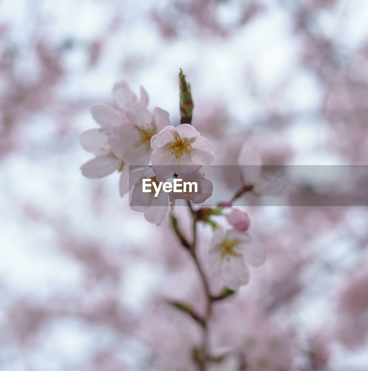 Close-up of white flowers blooming in park