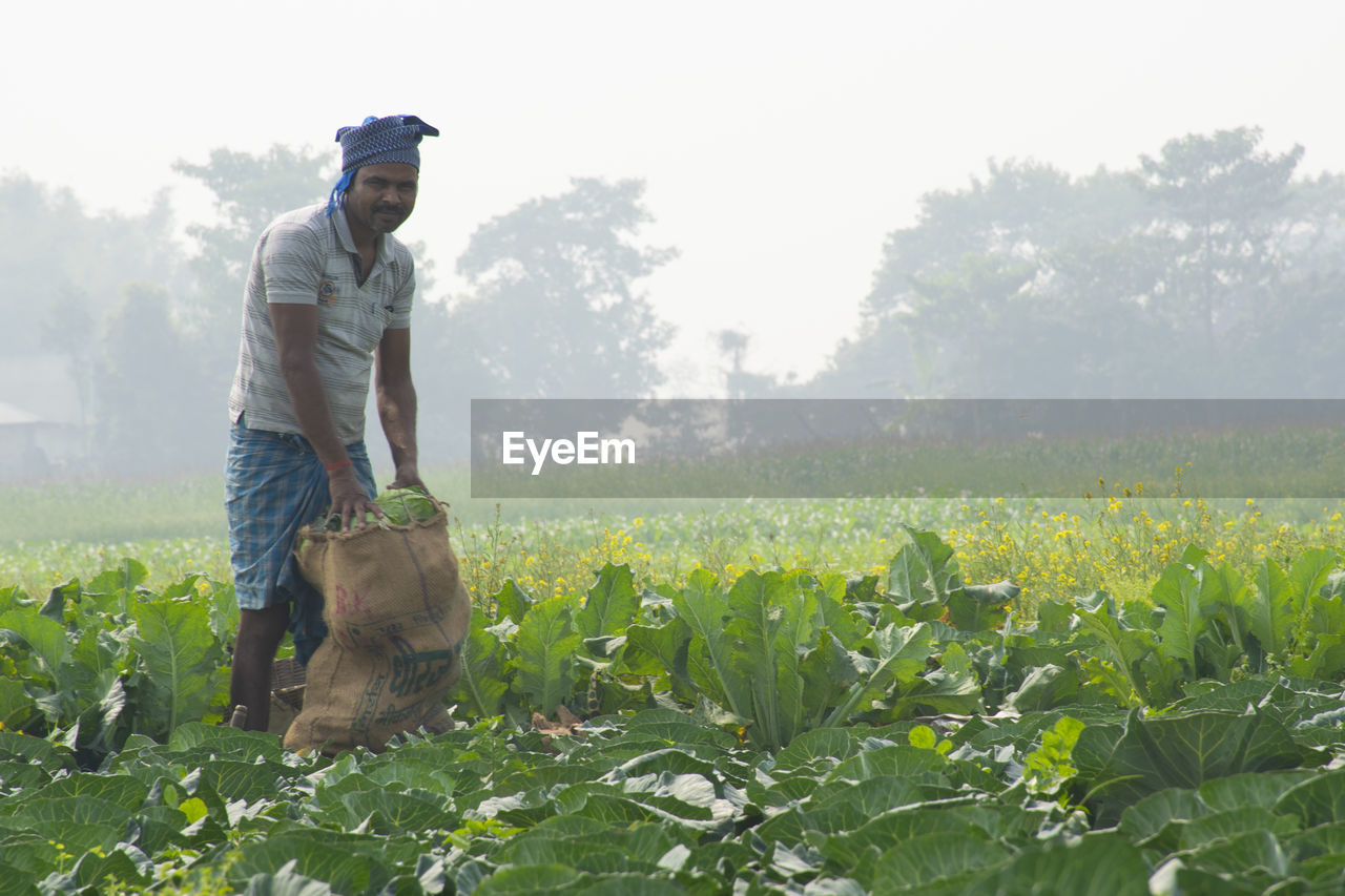 Farmer working at vegetable field