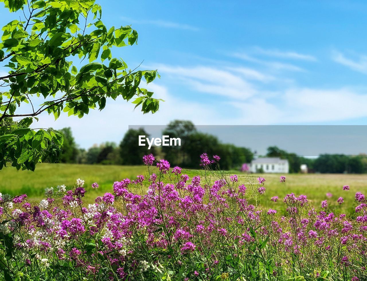 Purple flowering plants on field against sky