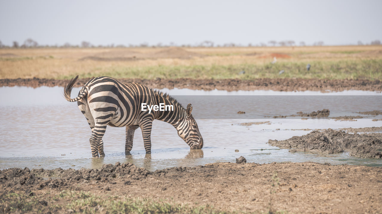SIDE VIEW OF ZEBRA DRINKING WATER FROM LAND
