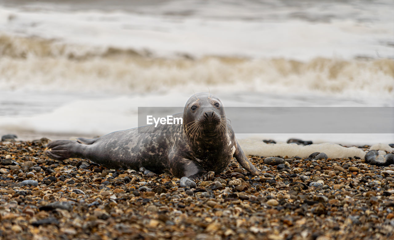 animal, animal themes, animal wildlife, wildlife, sea, harbor seal, seal, beach, mammal, water, land, sea lion, nature, one animal, underwater, marine mammal, no people, aquatic mammal, ocean, wave, outdoors, selective focus, relaxation, coast, close-up, day, sand, shore, sea life, portrait, marine, lying down, rock