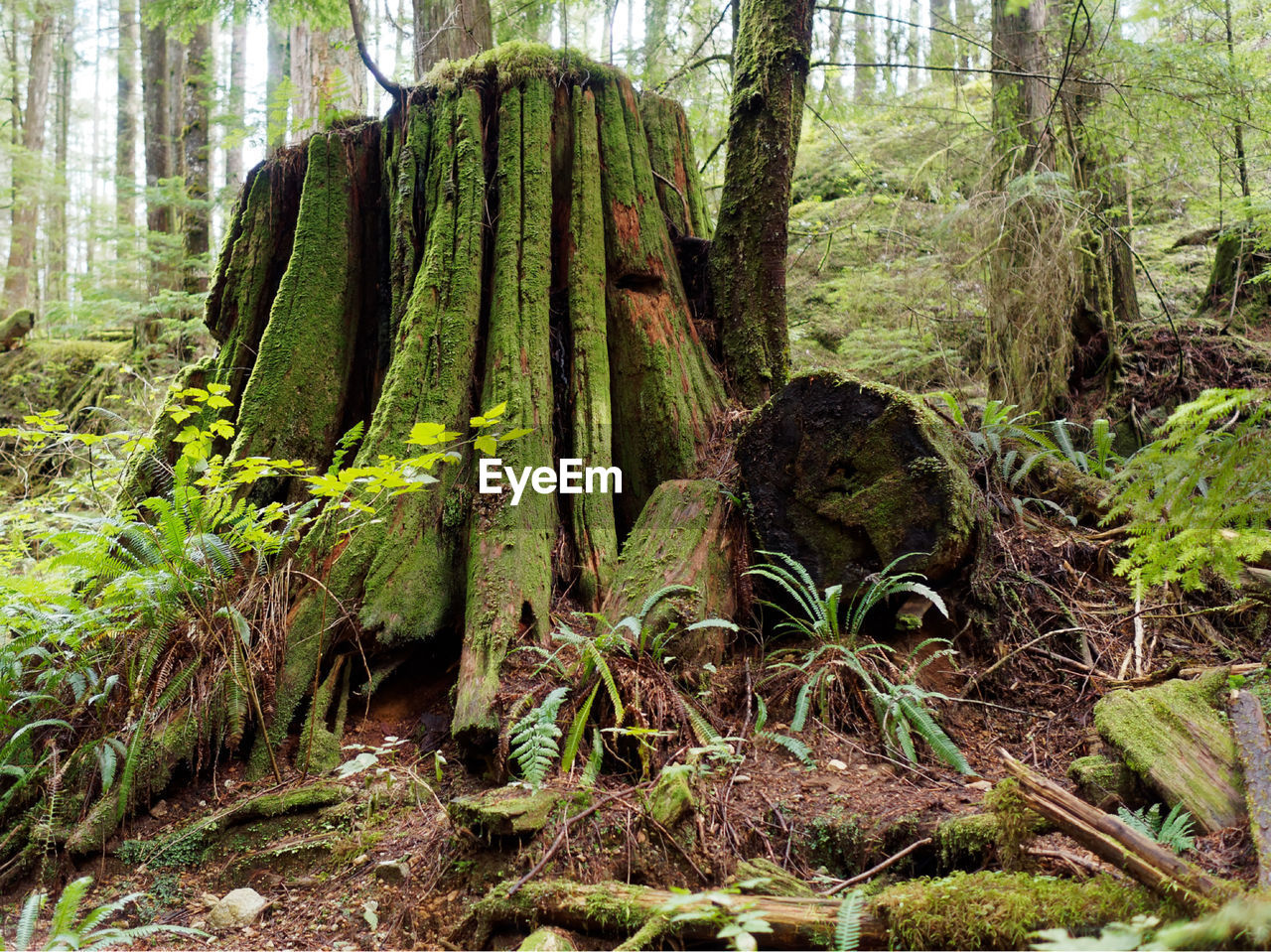 PLANTS GROWING IN FOREST