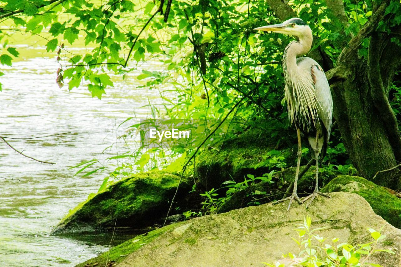 Heron perching on rock by lake against plants