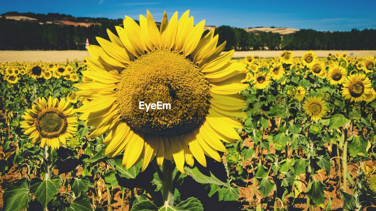 CLOSE-UP OF FRESH SUNFLOWER FIELD AGAINST SKY