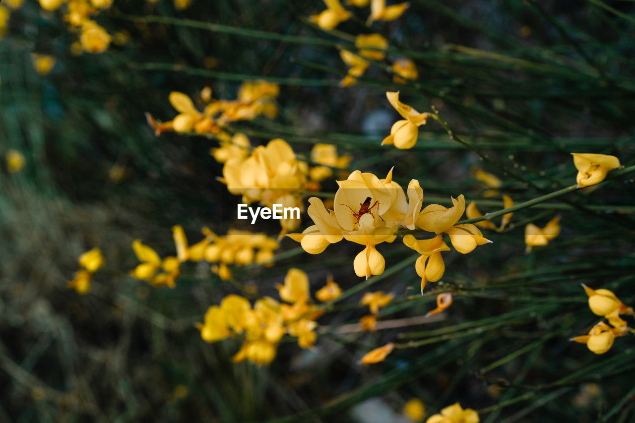 Close-up of yellow spartium junceum flowers in bloom