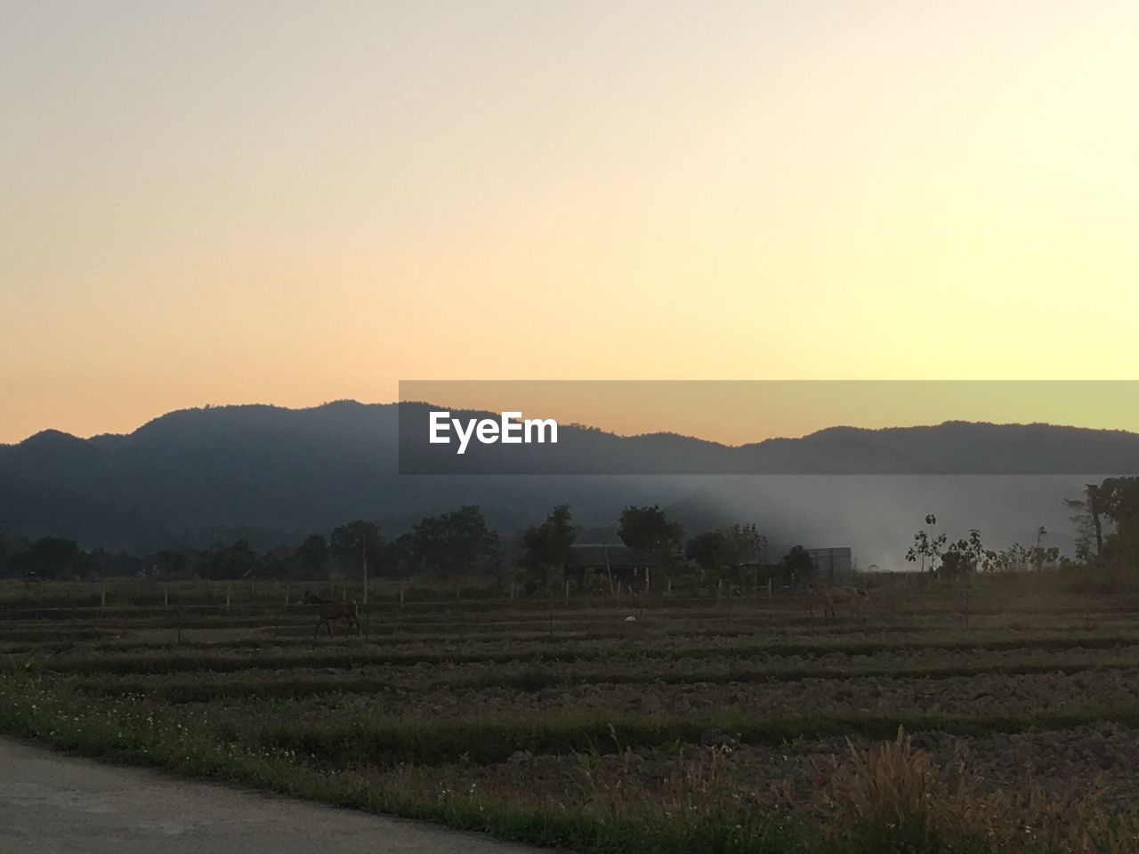 SCENIC VIEW OF AGRICULTURAL FIELD AGAINST SKY AT SUNSET