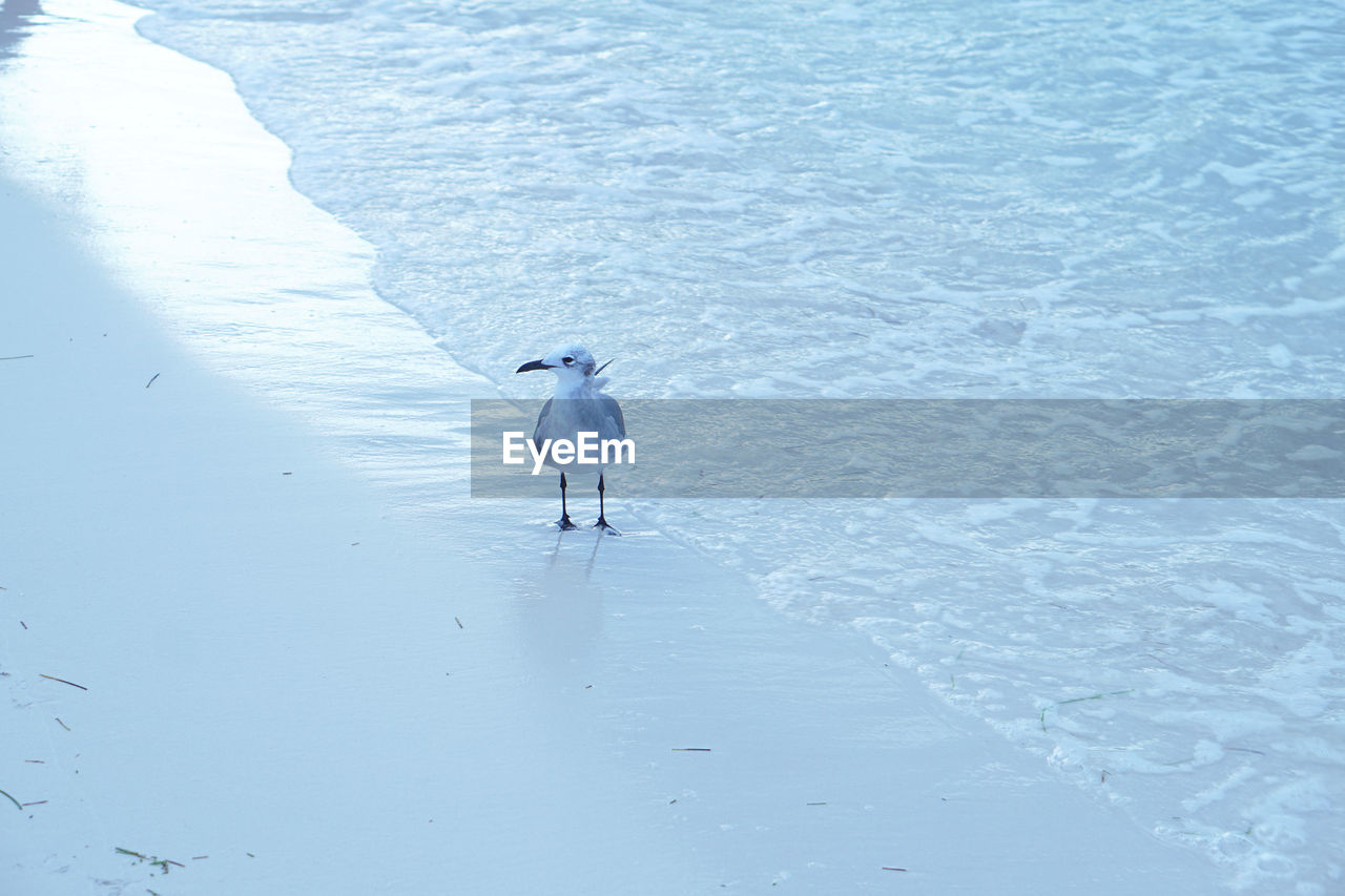 Bird perching at sea shore