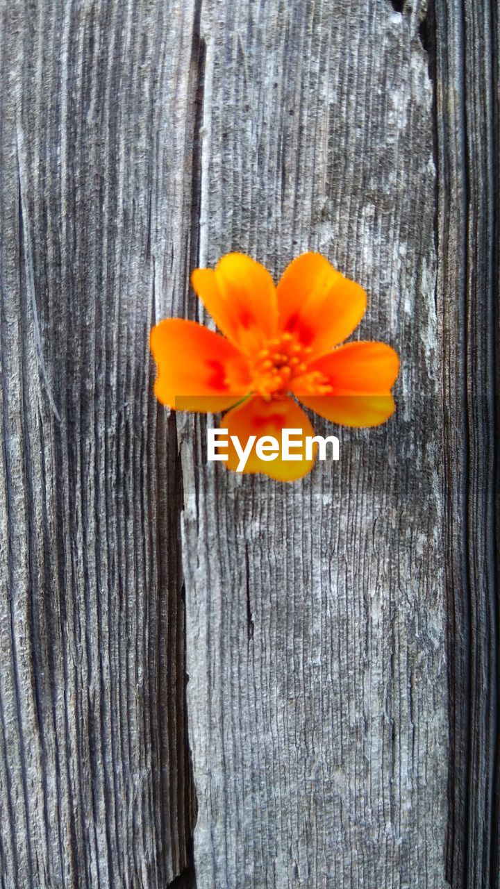 CLOSE-UP OF ORANGE FLOWERING PLANT AGAINST WOOD