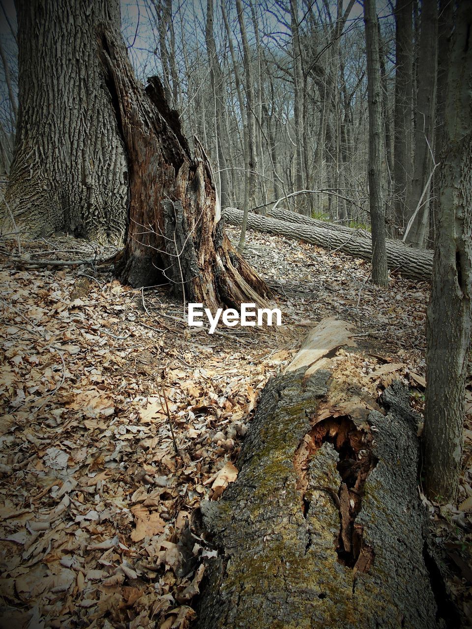 VIEW OF TREES IN FOREST