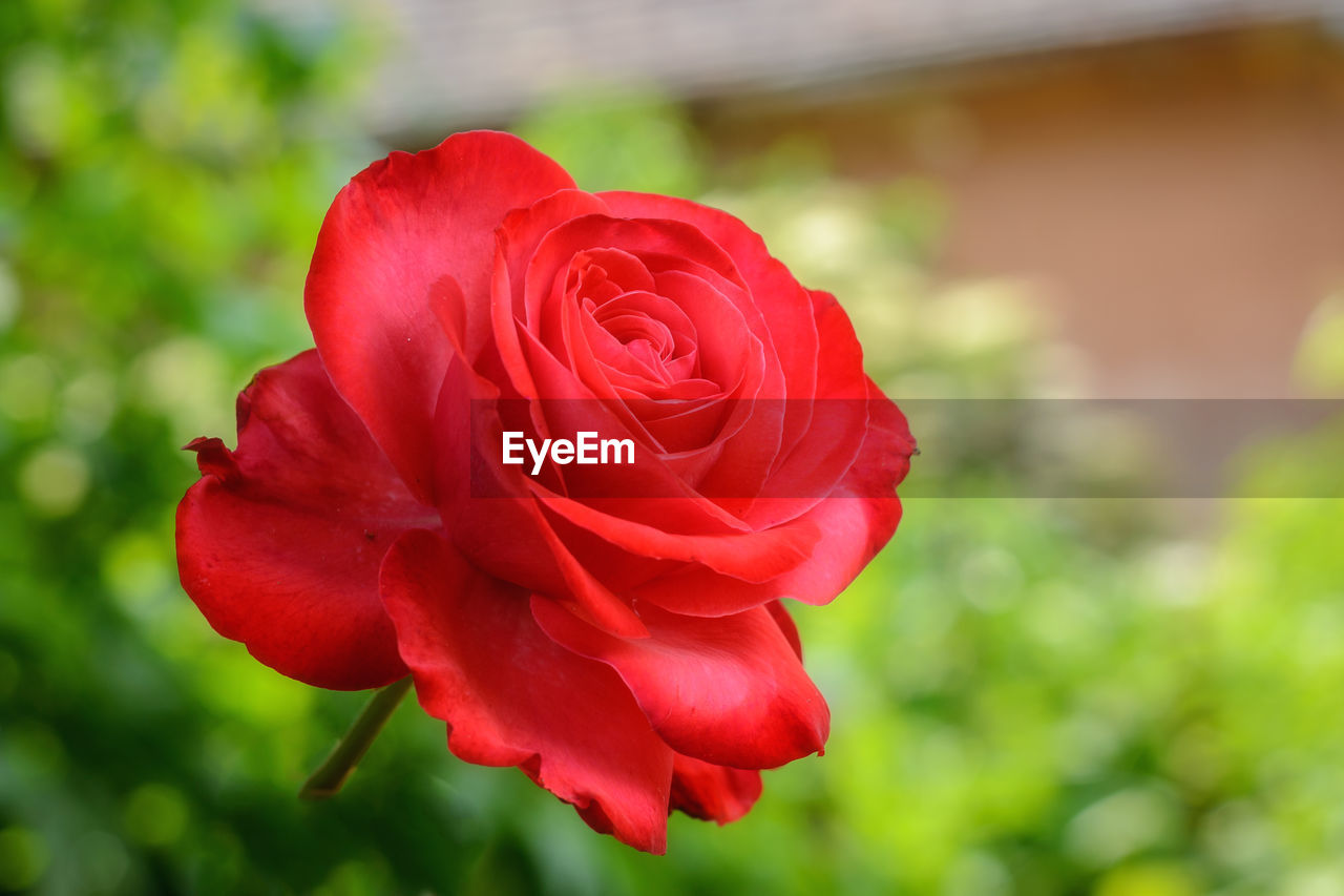 Close-up of red rose