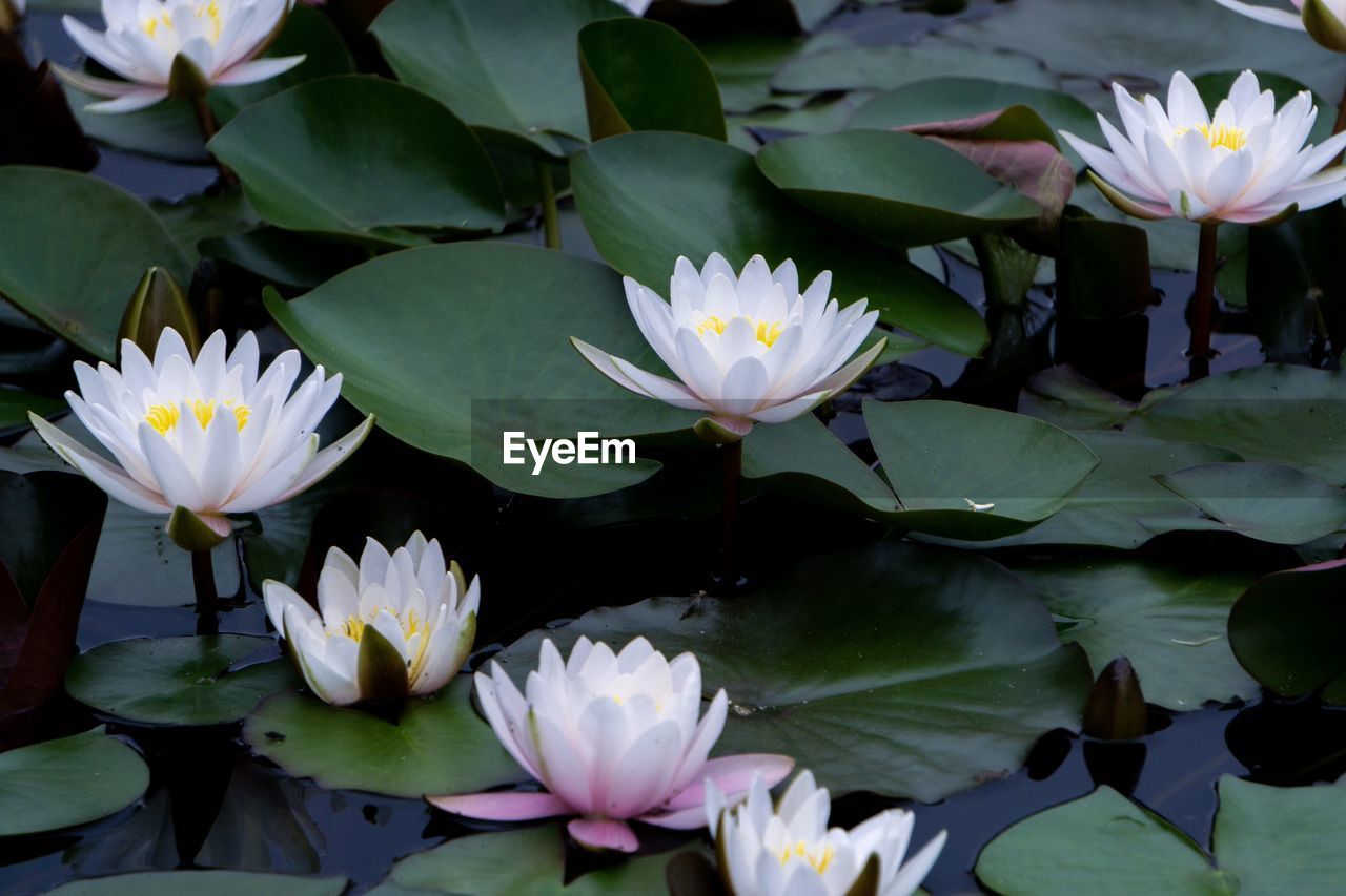 Close-up of lotus water lily in pond