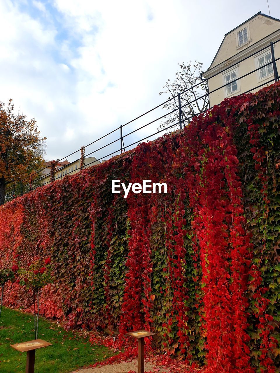 RED FLOWERING PLANTS AGAINST SKY