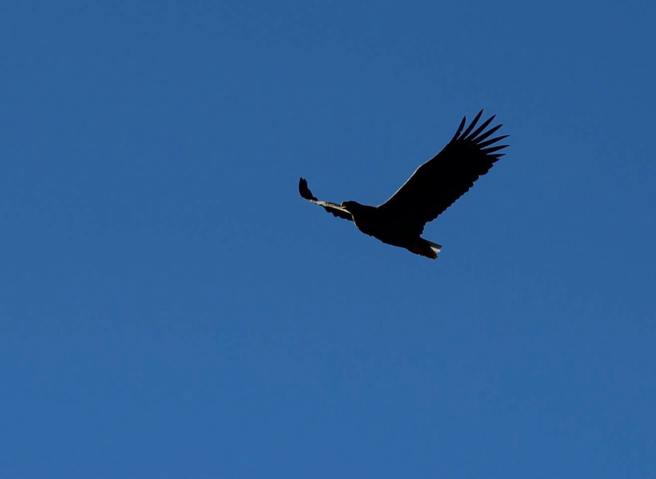 Low angle view of eagle flying against clear blue sky