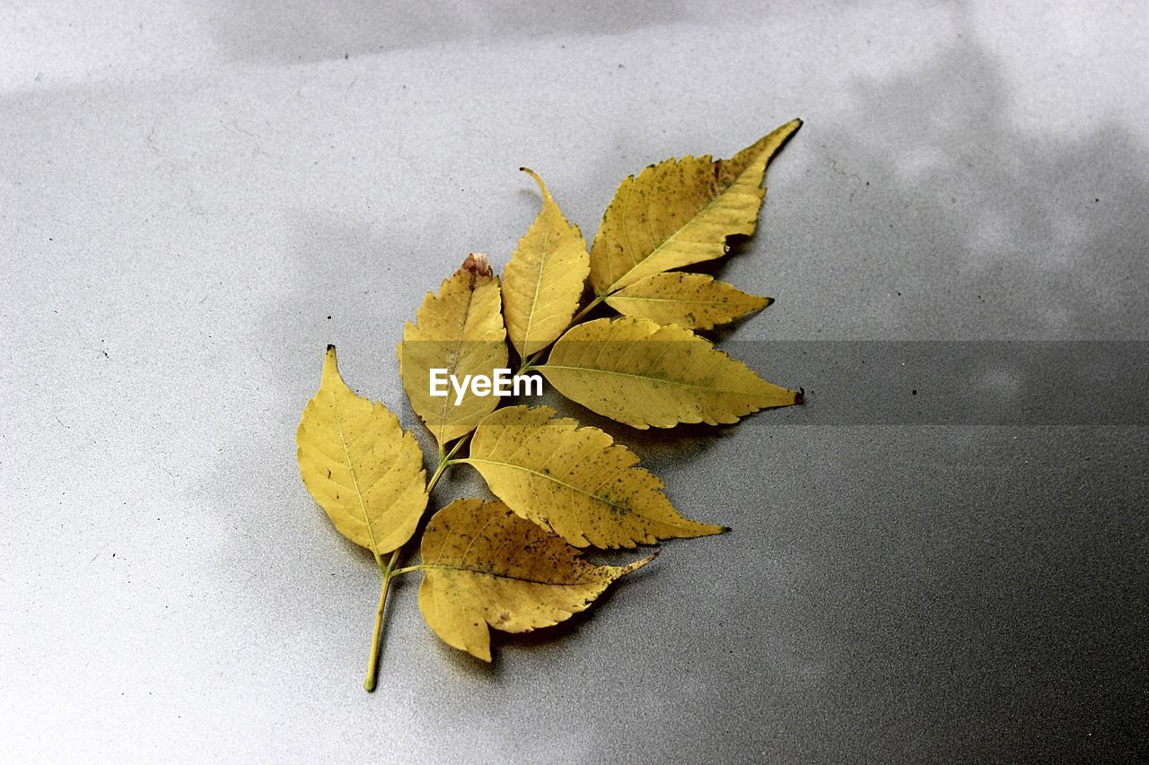 High angle view of yellow maple leaf on table