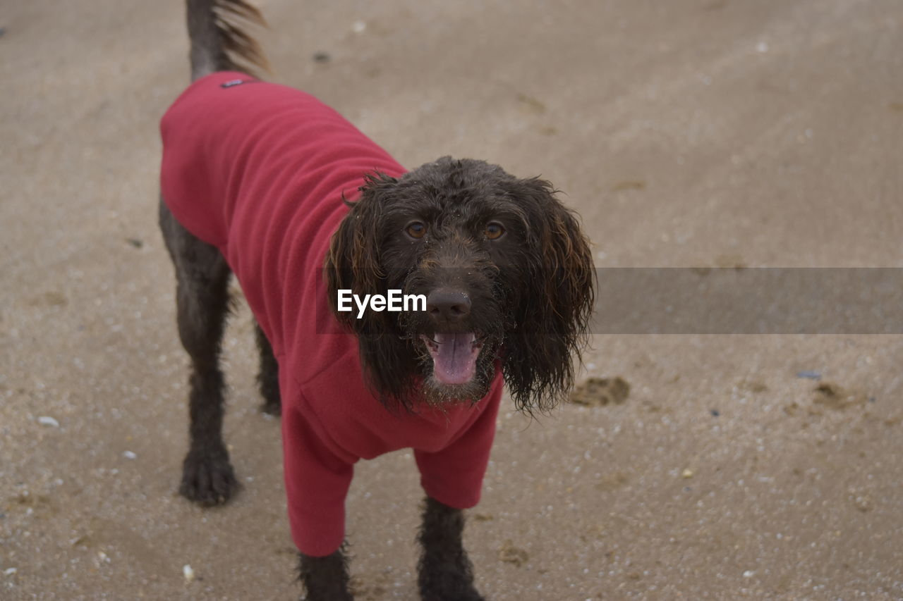 MIDSECTION OF WOMAN WITH DOG STANDING ON SAND