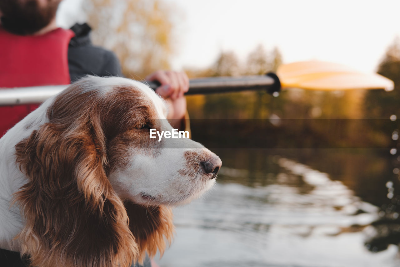 CLOSE-UP OF DOG LOOKING AWAY WHILE OUTDOORS