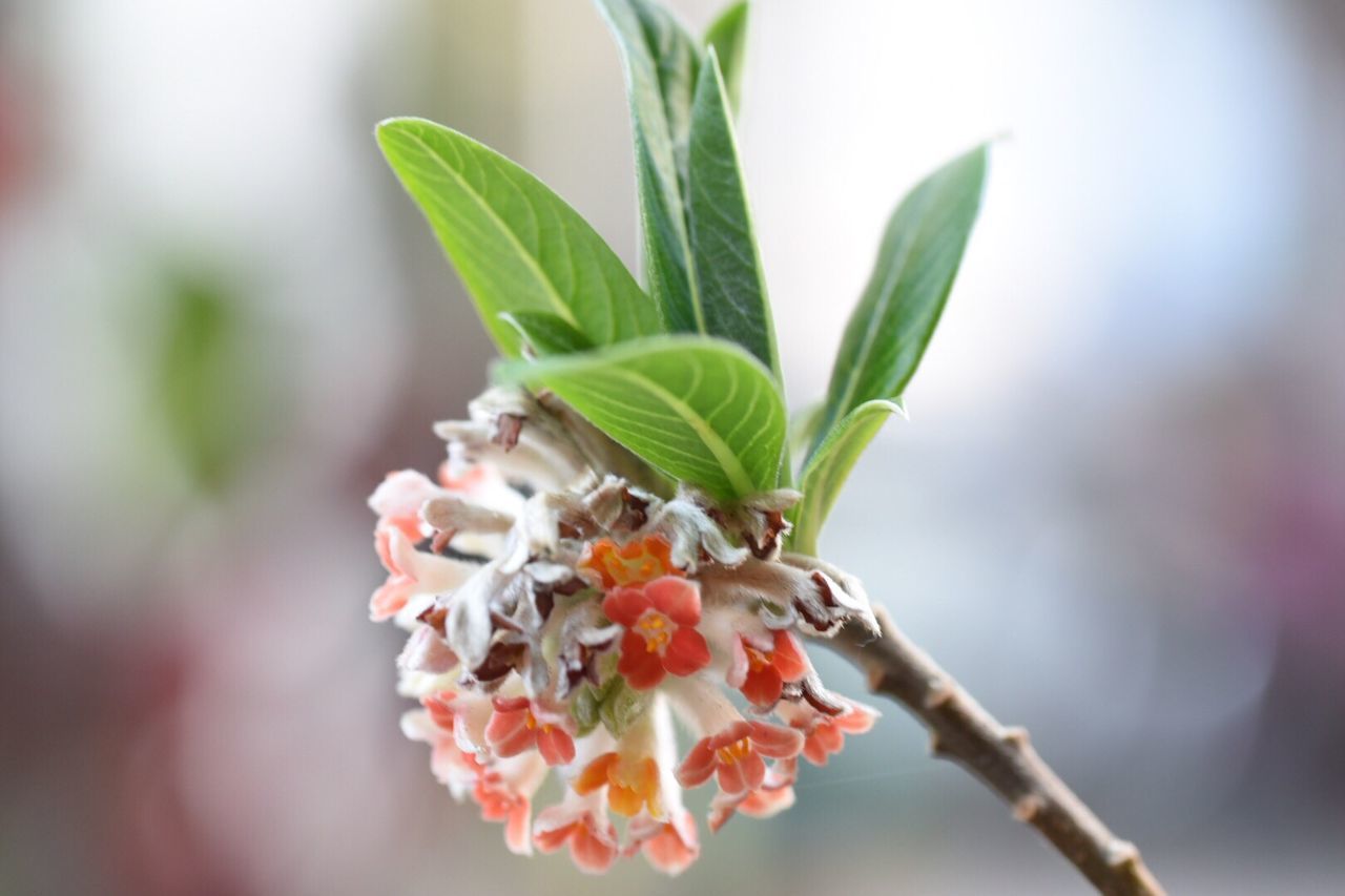 Close-up of flower growing on tree