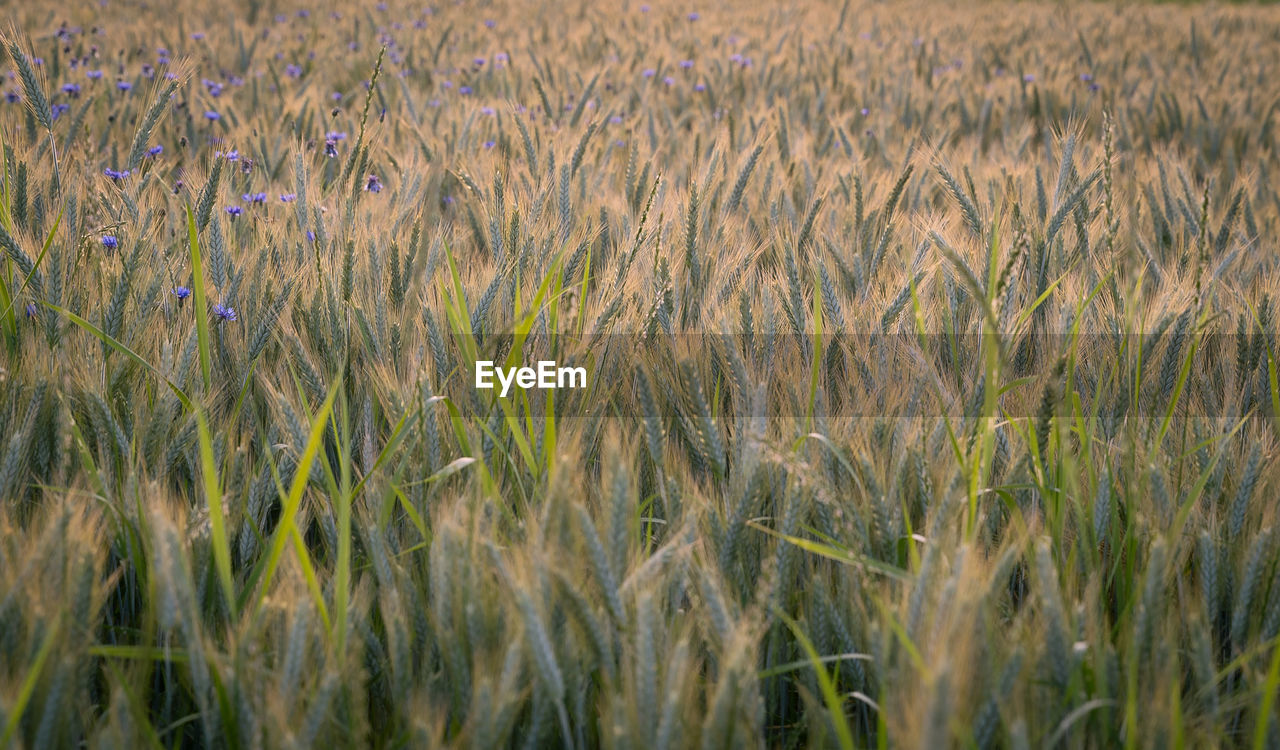 Field of wheat