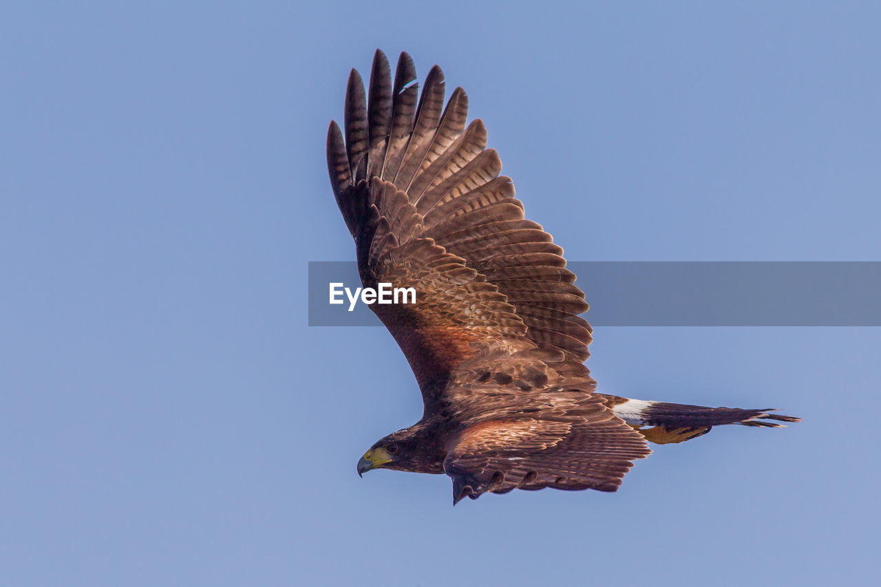 Low angle view of eagle flying against clear blue sky