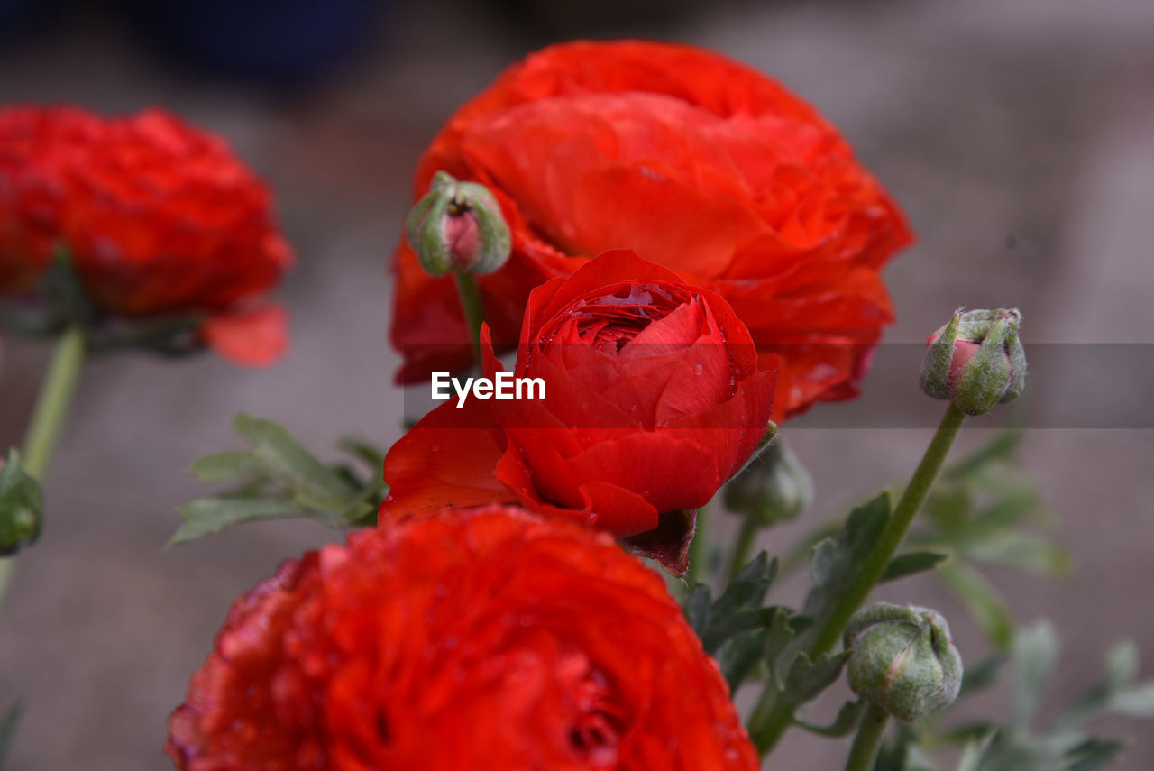 Close-up of red flower