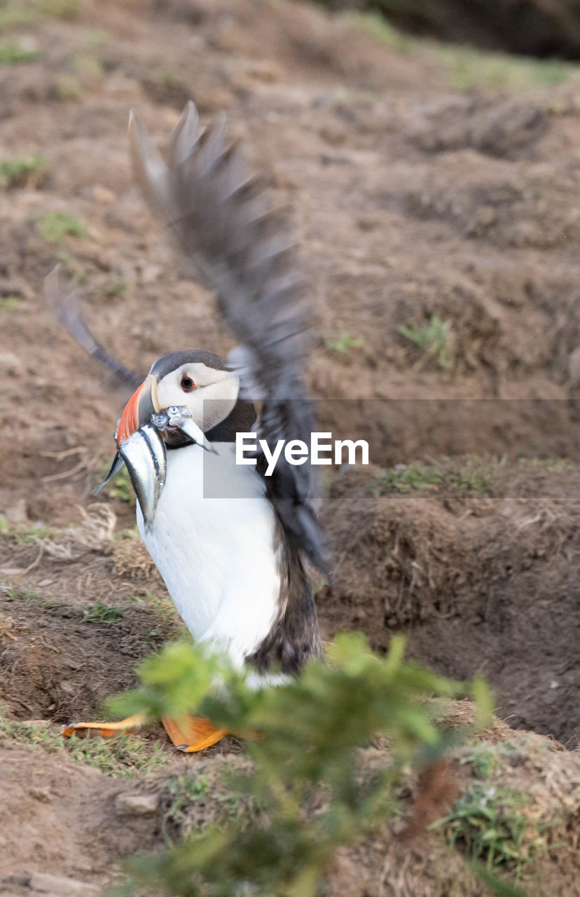 Puffin coming in with sand ells
