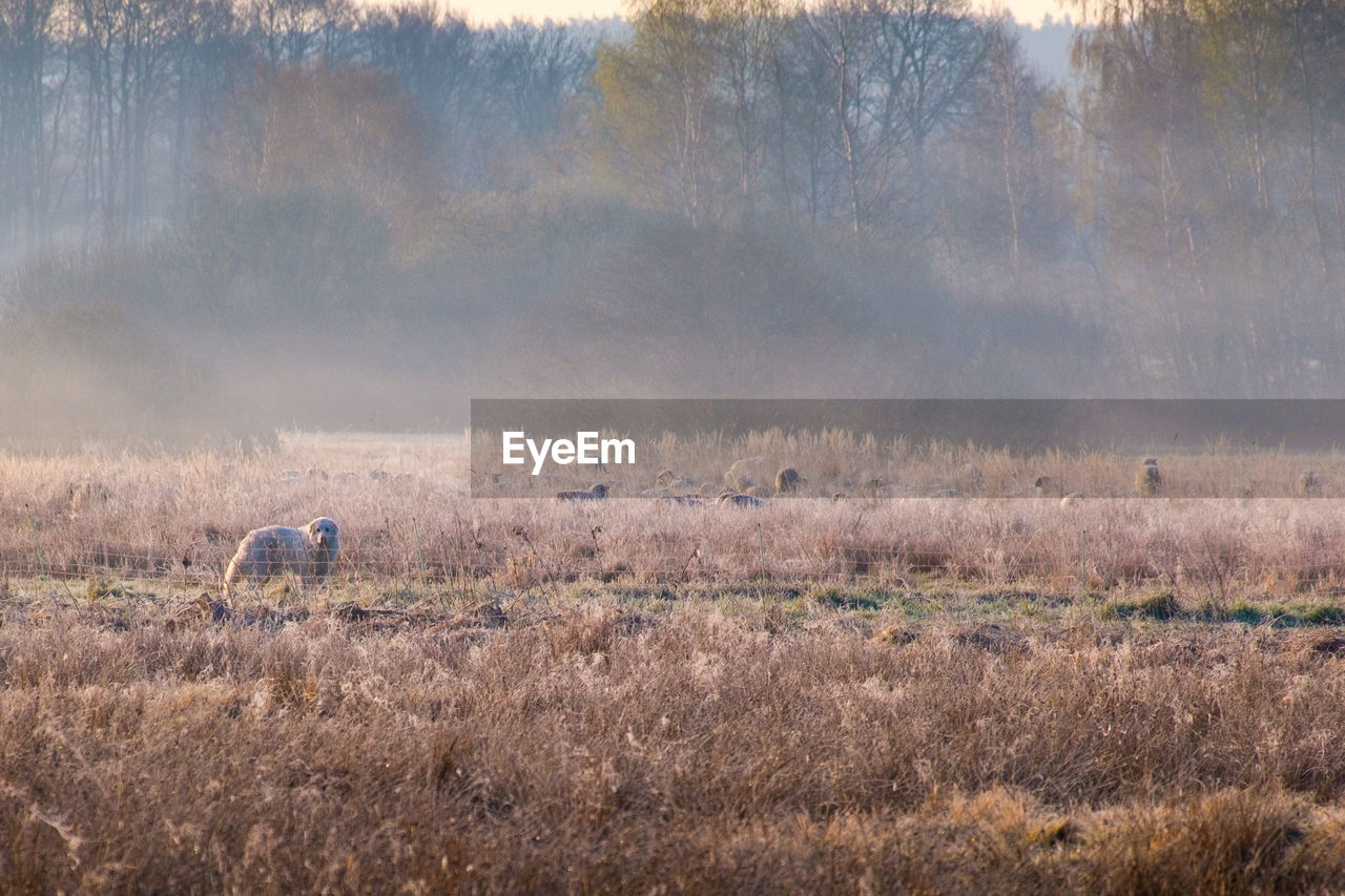 View of sheep dog and sheep on field