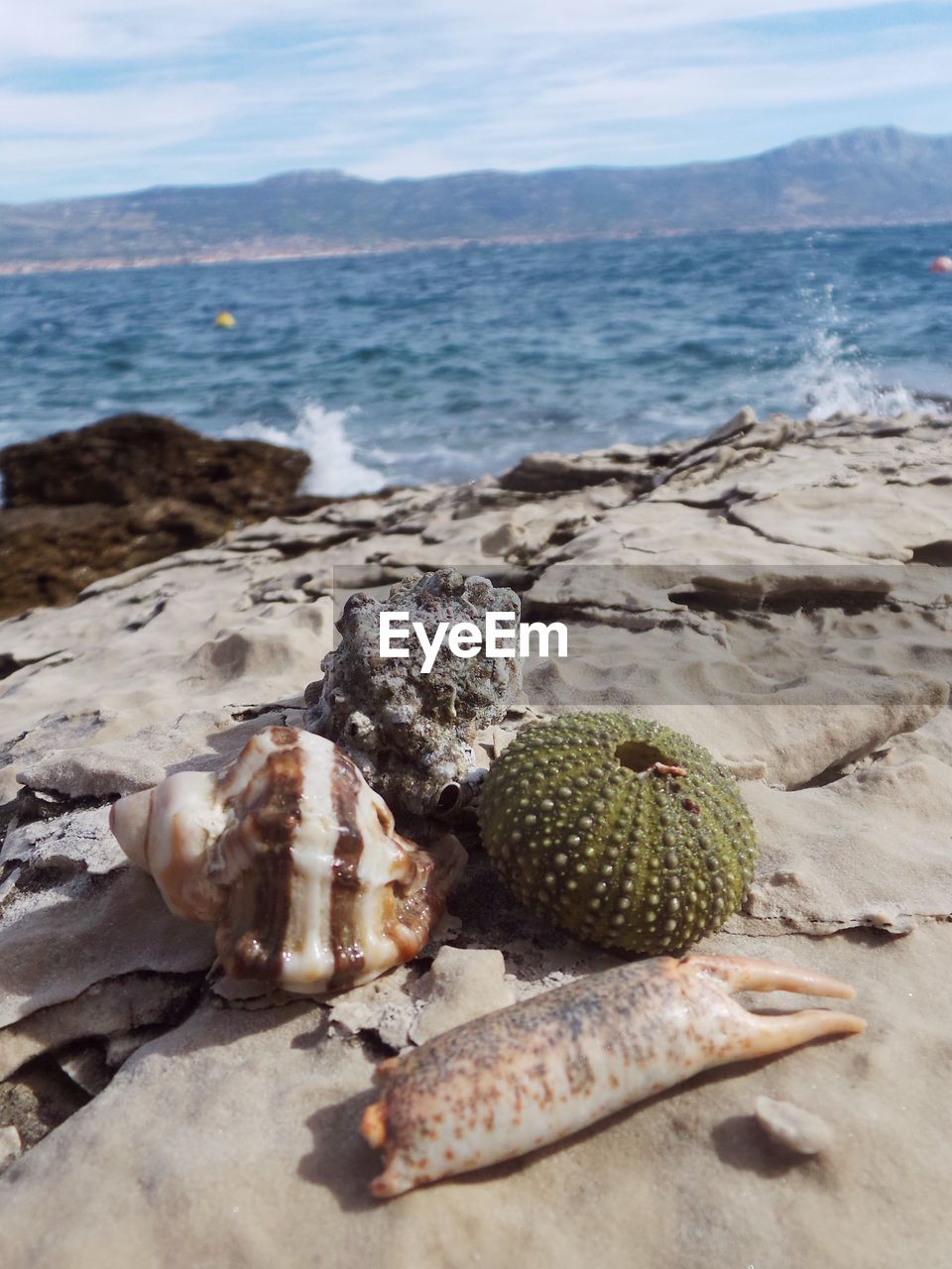 Close-up of shells on shore