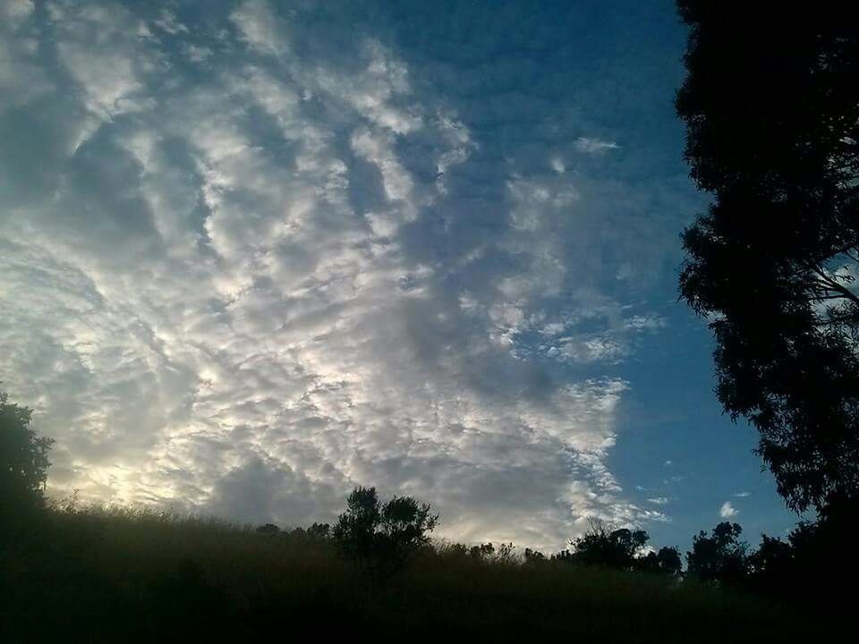 TREES ON LANDSCAPE AGAINST CLOUDY SKY