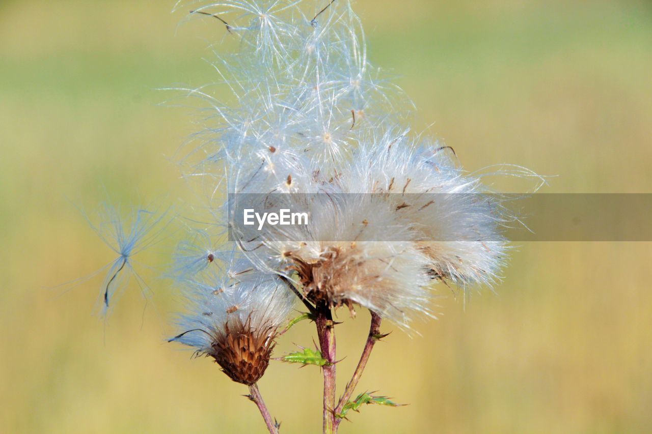 Close-up of wilted dandelion flower