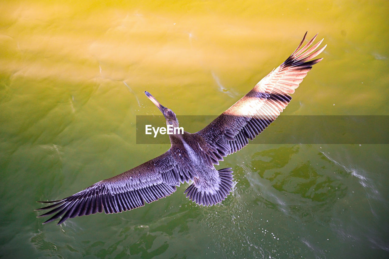 High angle view of bird flying over lake